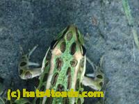 /home//u458753944/public_html/sourcegallery//Frogs/Mixed frogs/P7261325.JPG
